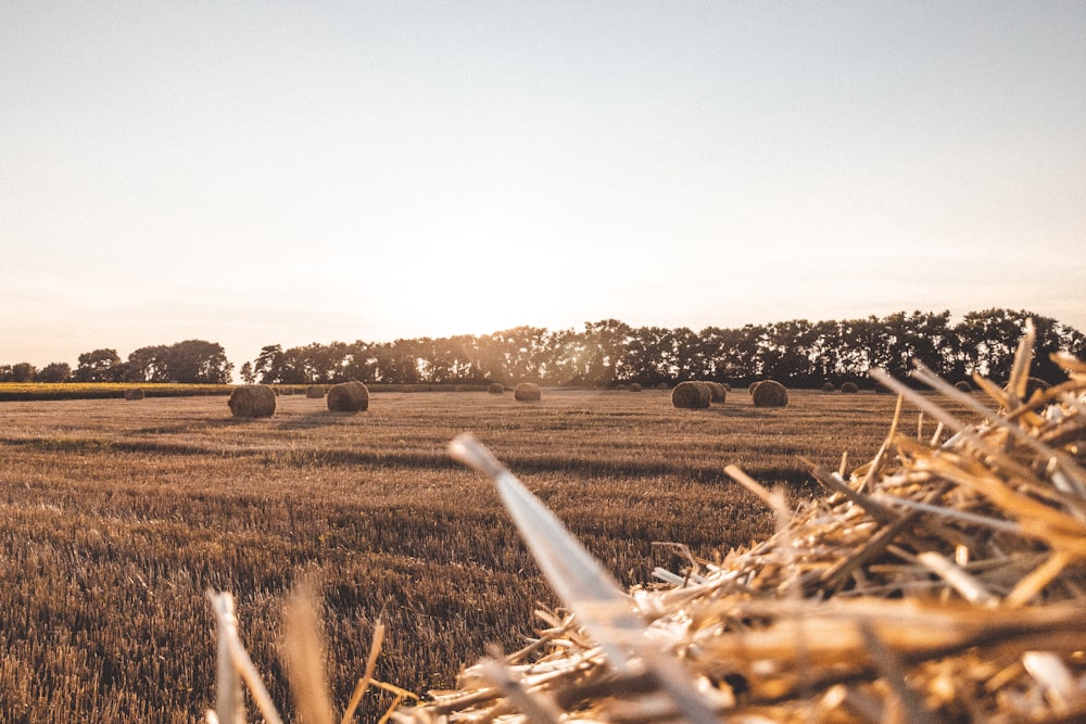 brown grass field during daytime