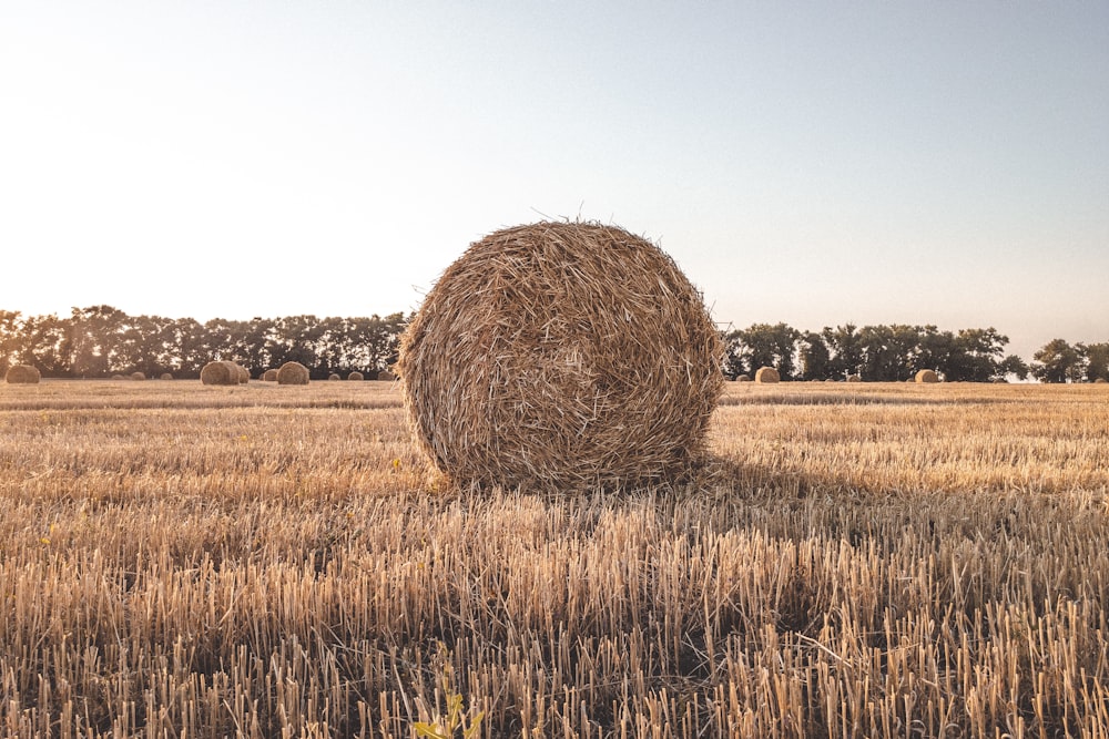 brown grass field during daytime