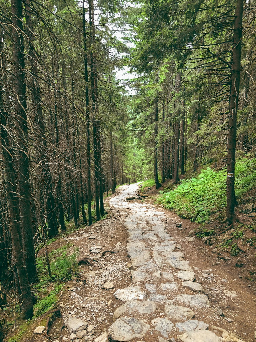 green trees on brown soil