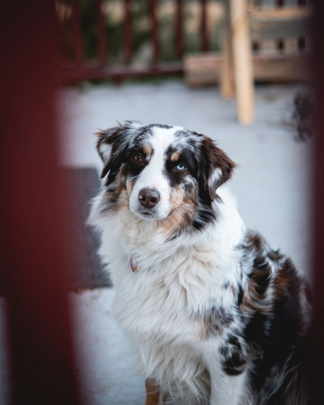 white and black border collie