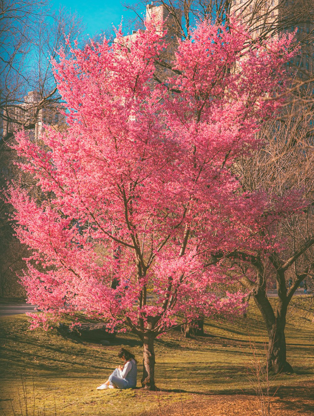 pink leaf trees near road during daytime