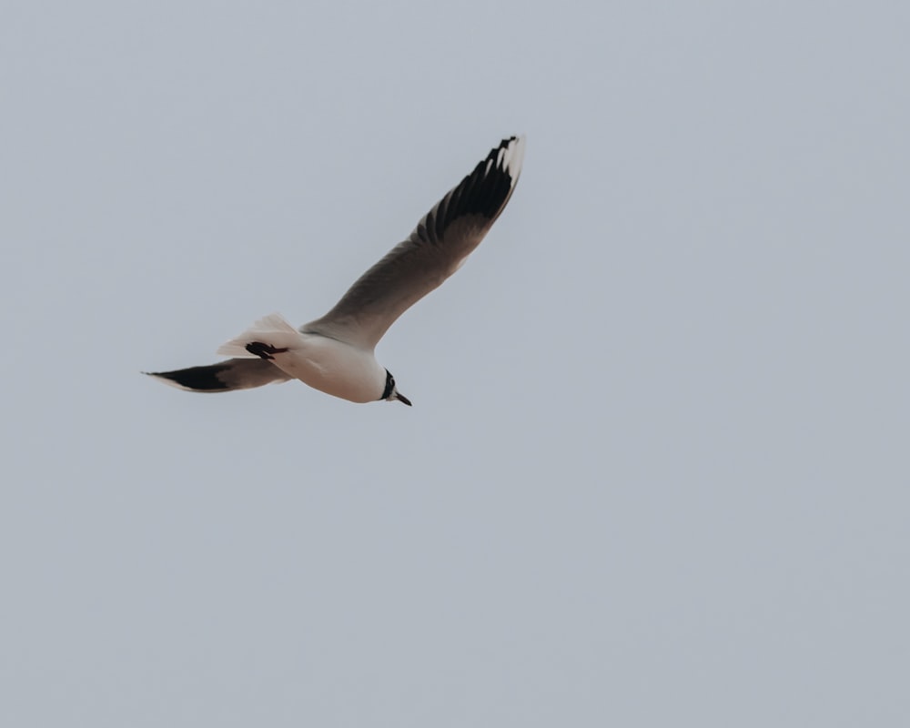 white and black bird flying during daytime