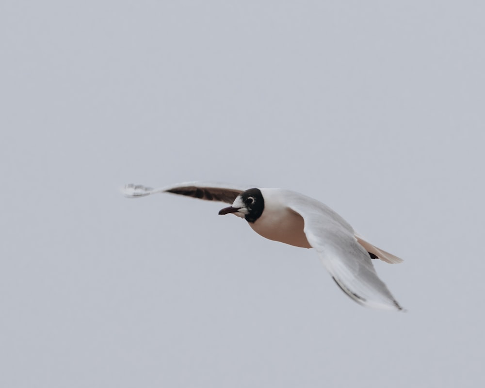 white and brown bird flying
