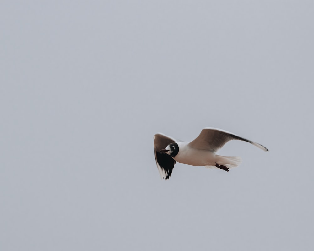 a seagull flying in the sky with its wings spread