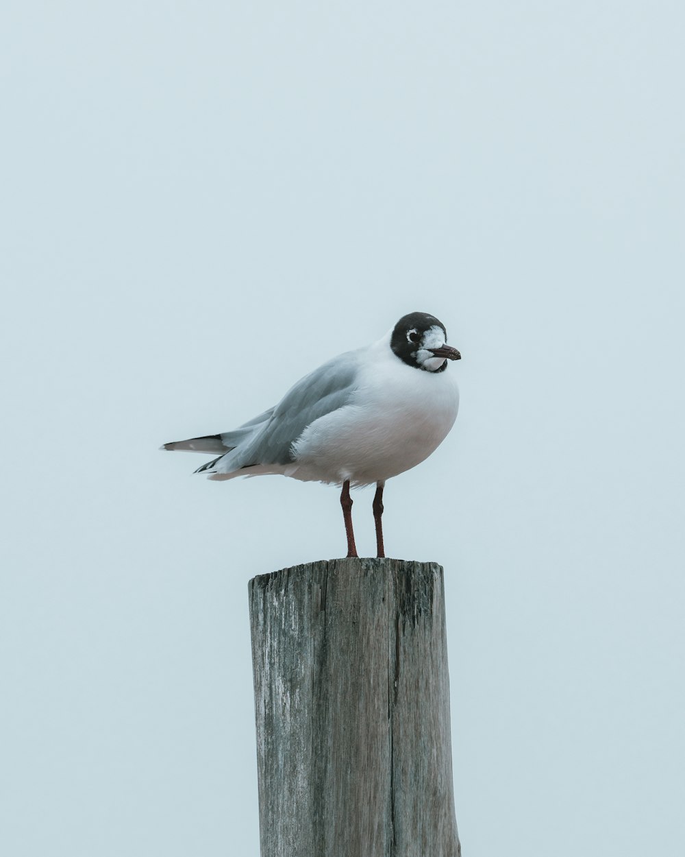 white and black bird on brown wooden post