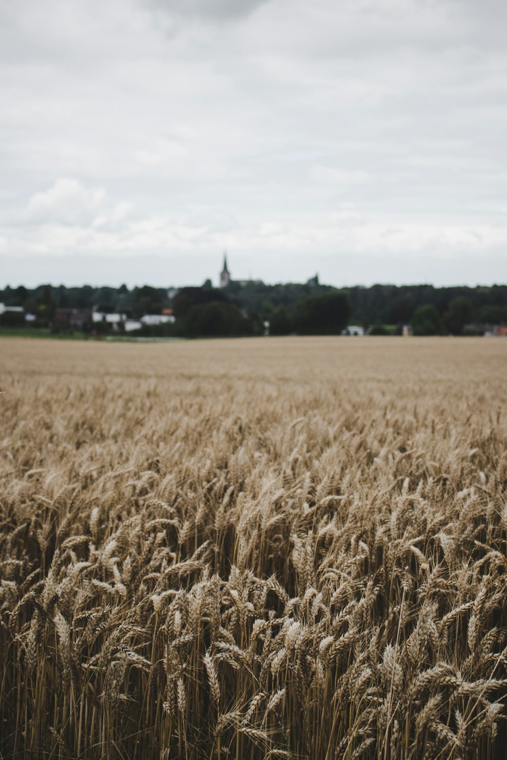 brown grass field during daytime