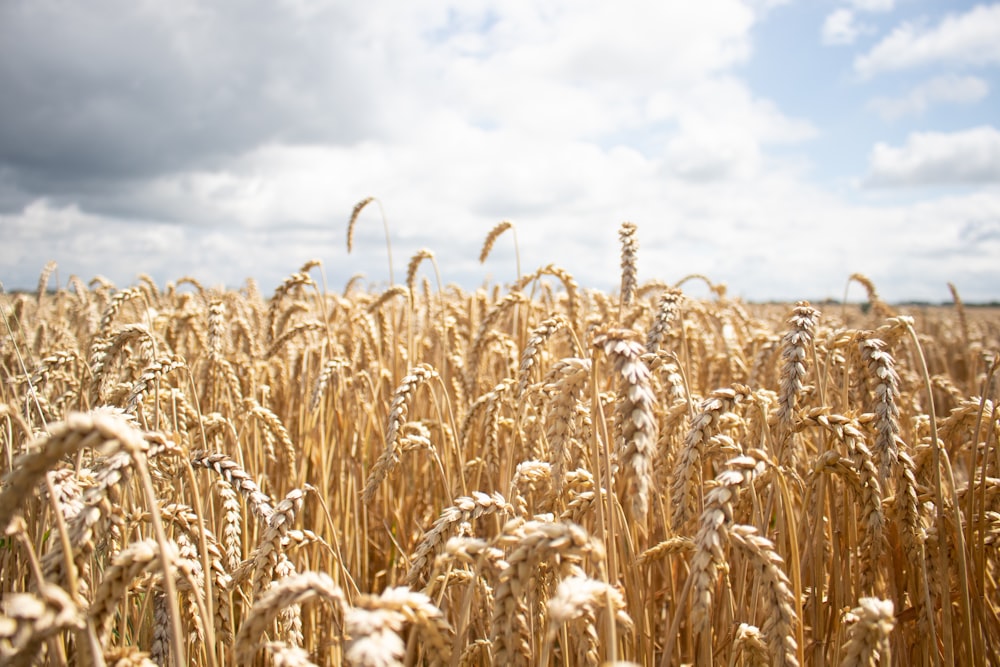 brown wheat field under white clouds during daytime