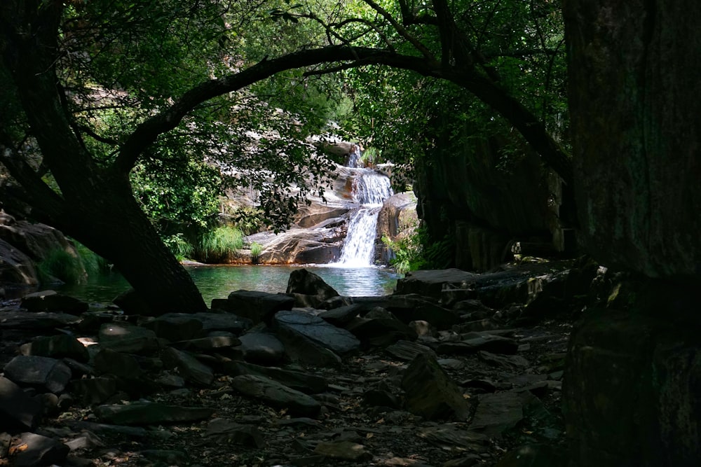 water falls in the middle of the forest