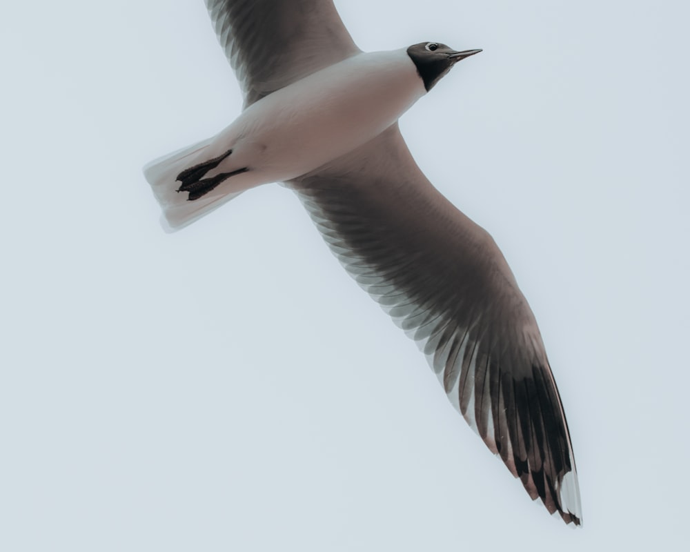 white and black bird flying