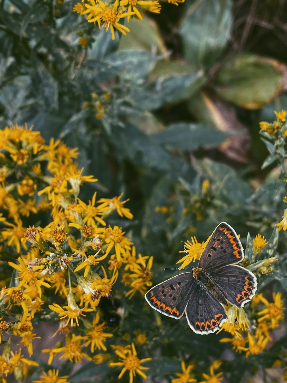 brown and white butterfly on yellow flowers