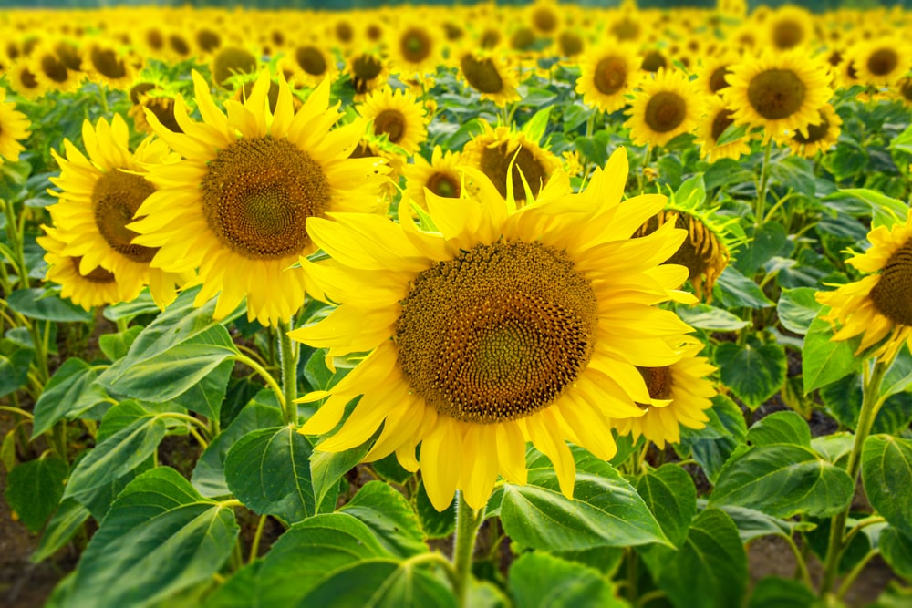 yellow sunflower in close up photography