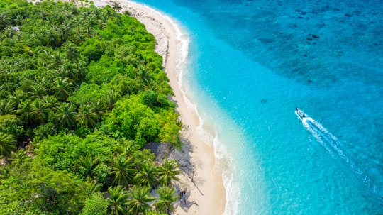 aerial view of green trees near body of water during daytime in Kurendhoo Maldives