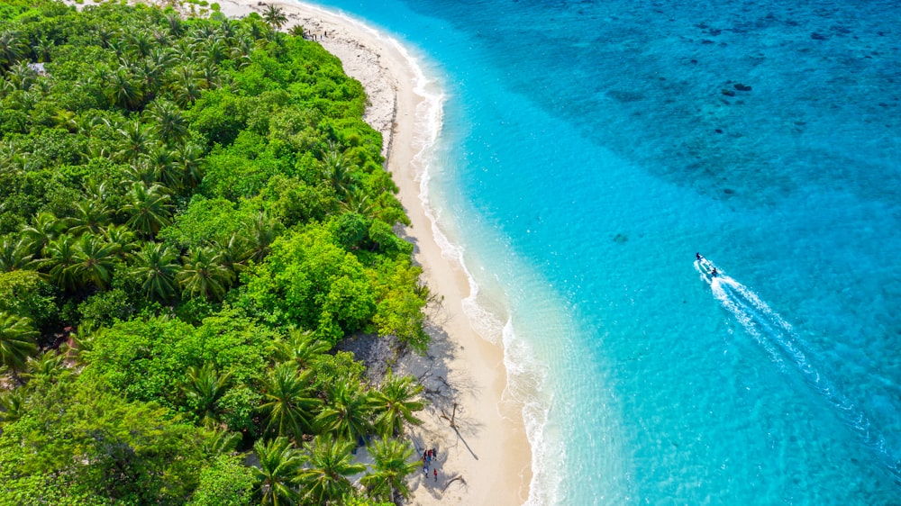 aerial view of green trees near body of water during daytime