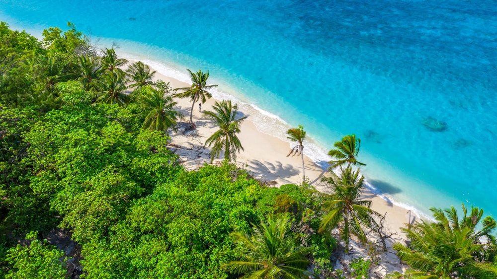 green trees near blue sea during daytime