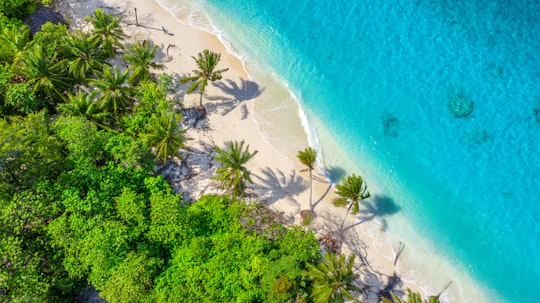 green trees beside blue sea during daytime in Kurendhoo Maldives