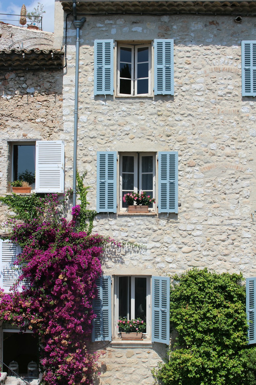 pink flowers near brown brick building