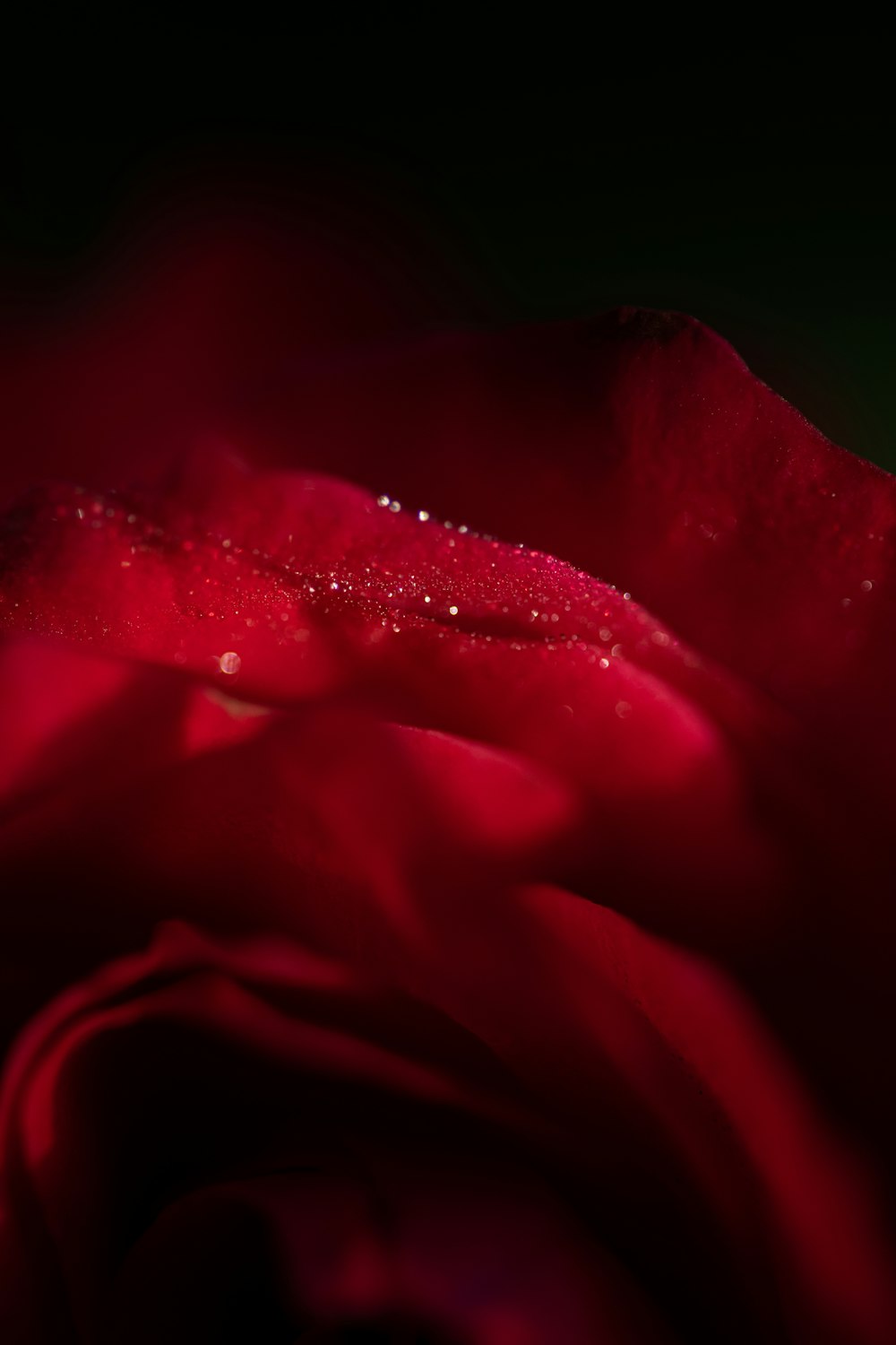 red rose in close up photography