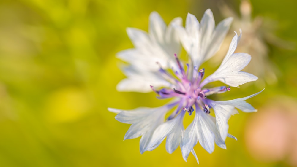 white and purple flower in macro photography