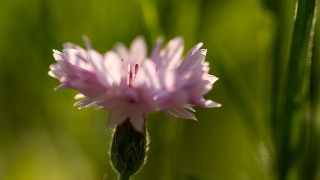 white and purple flower in macro photography