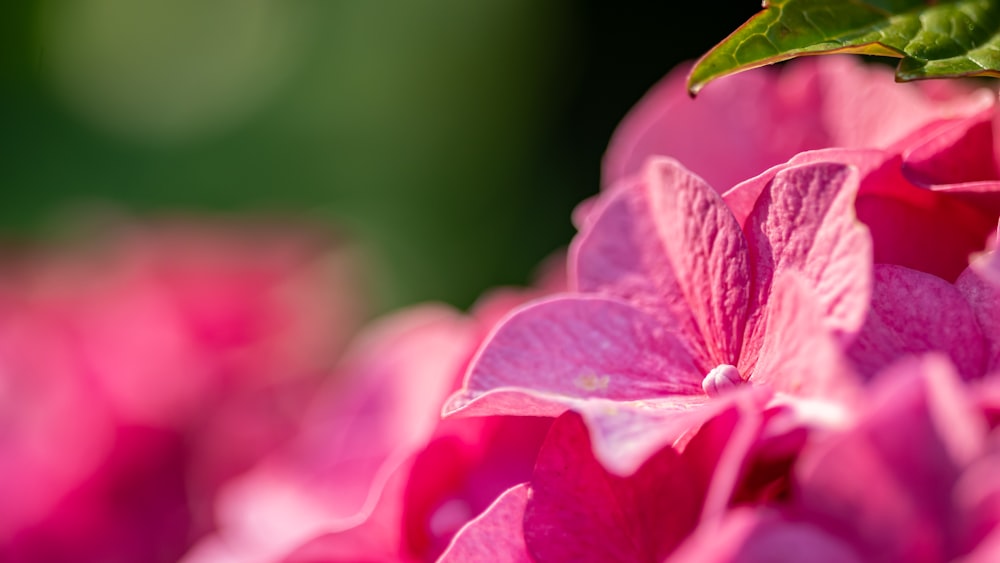 pink flower in tilt shift lens