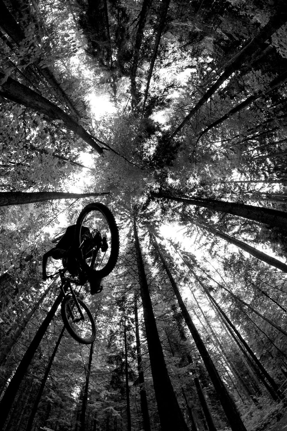 숲에서 자전거의 그레이스케일 사진