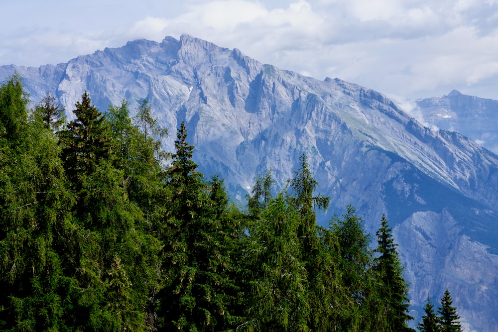 green trees near mountain under white clouds during daytime