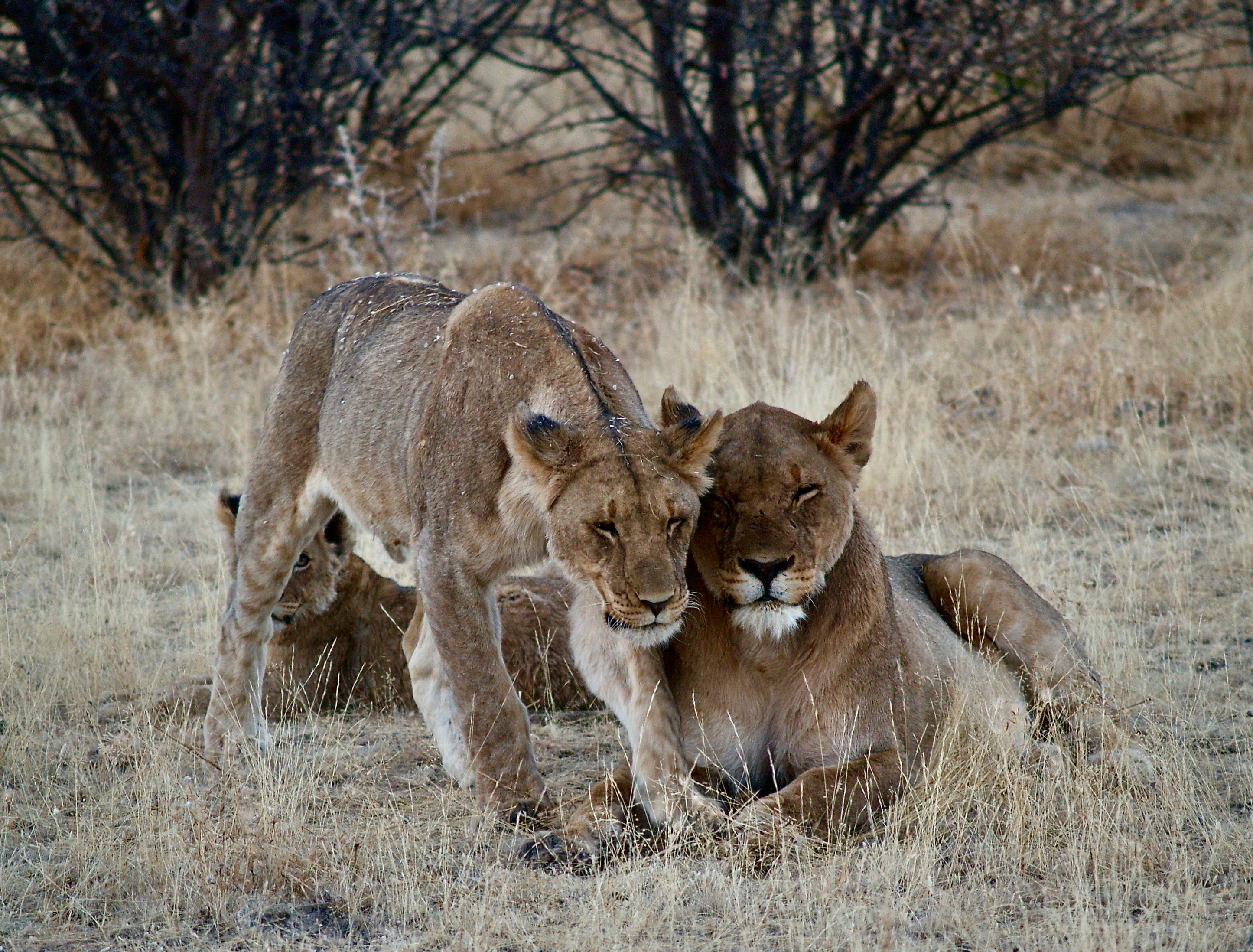 12. Lion Friendships Stand the Test of Time (image credits: unsplash)