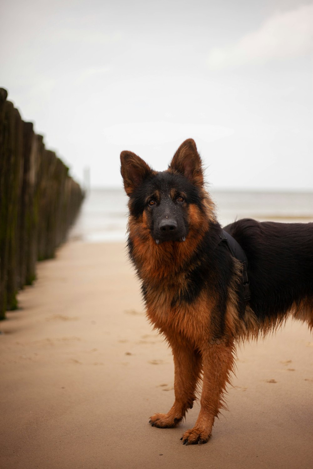 black and tan german shepherd puppy on white sand during daytime