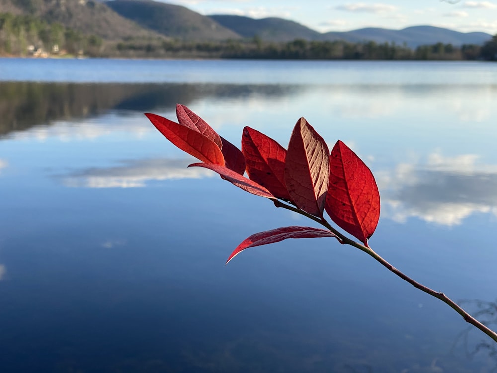 red leaf on body of water during daytime