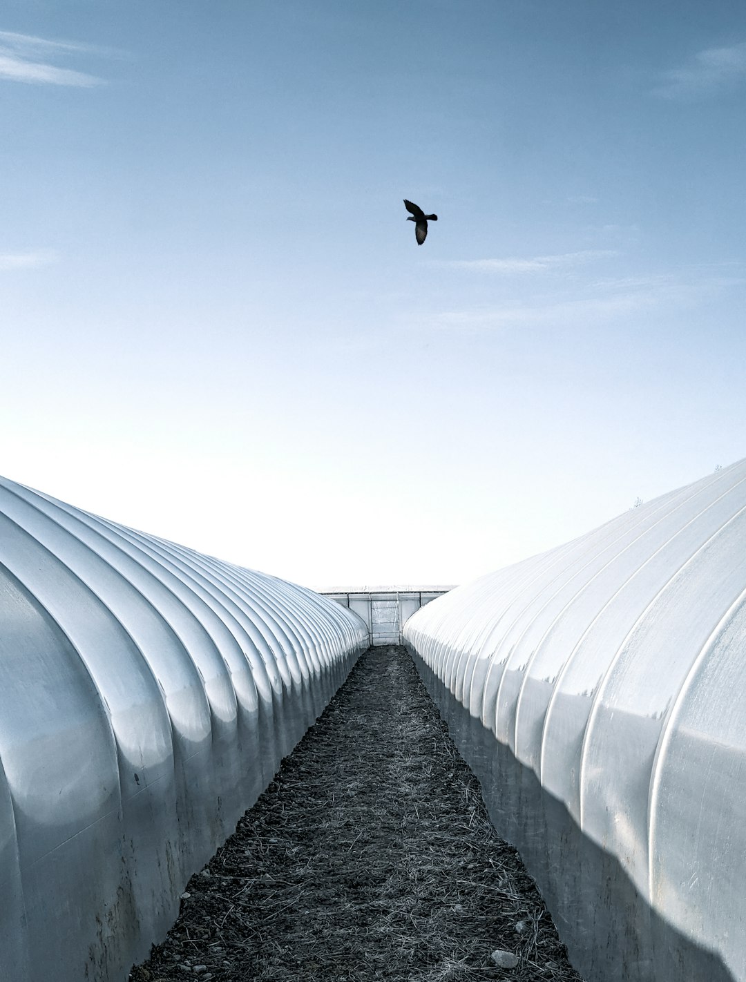 black bird flying over the white metal roof during daytime