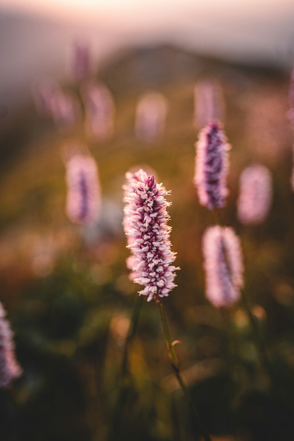 pink flower in tilt shift lens