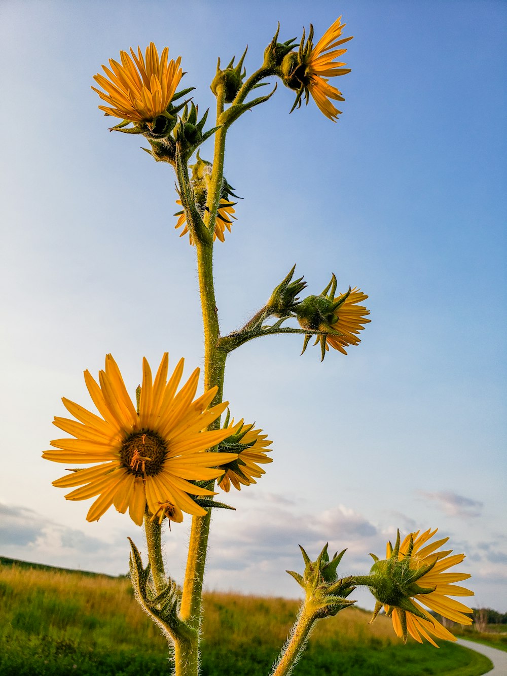 yellow sunflower under blue sky during daytime