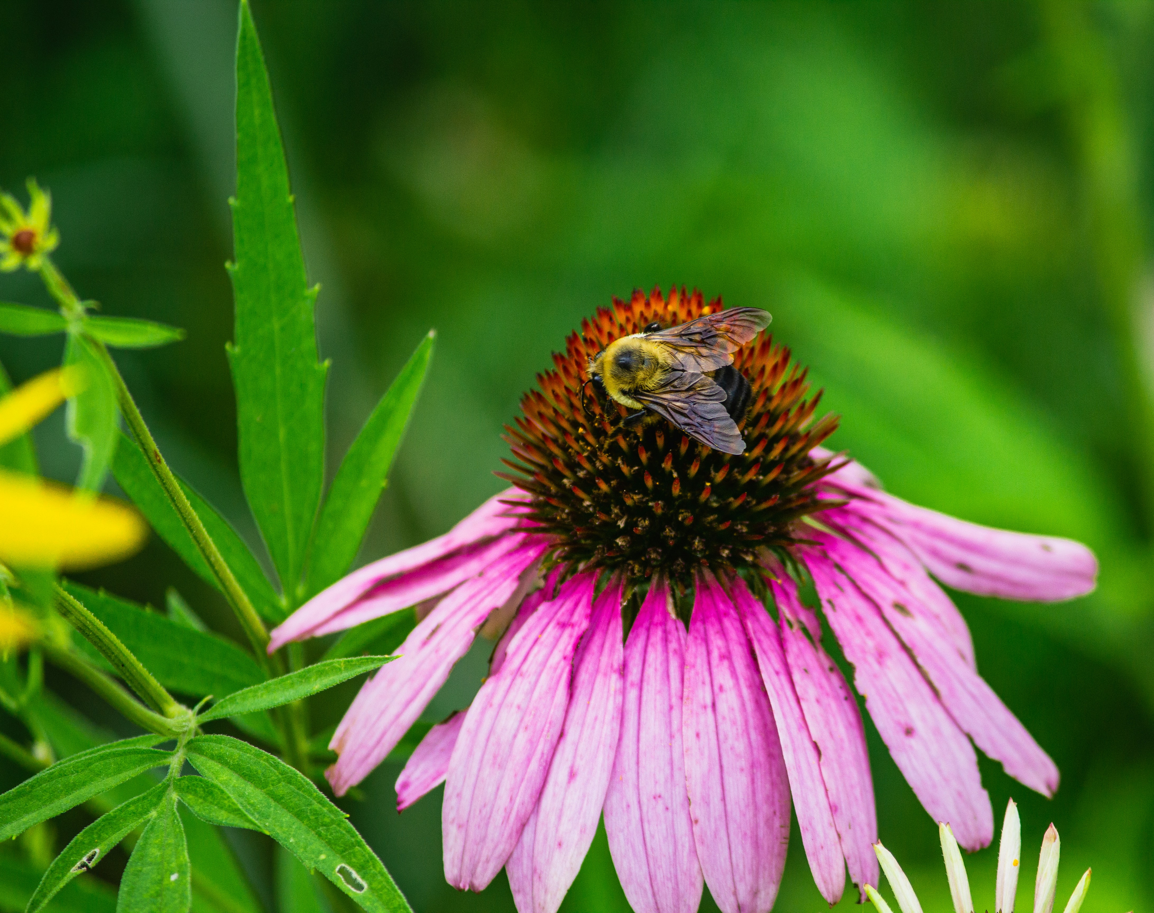 Bumblebee feeding on a purple coneflower