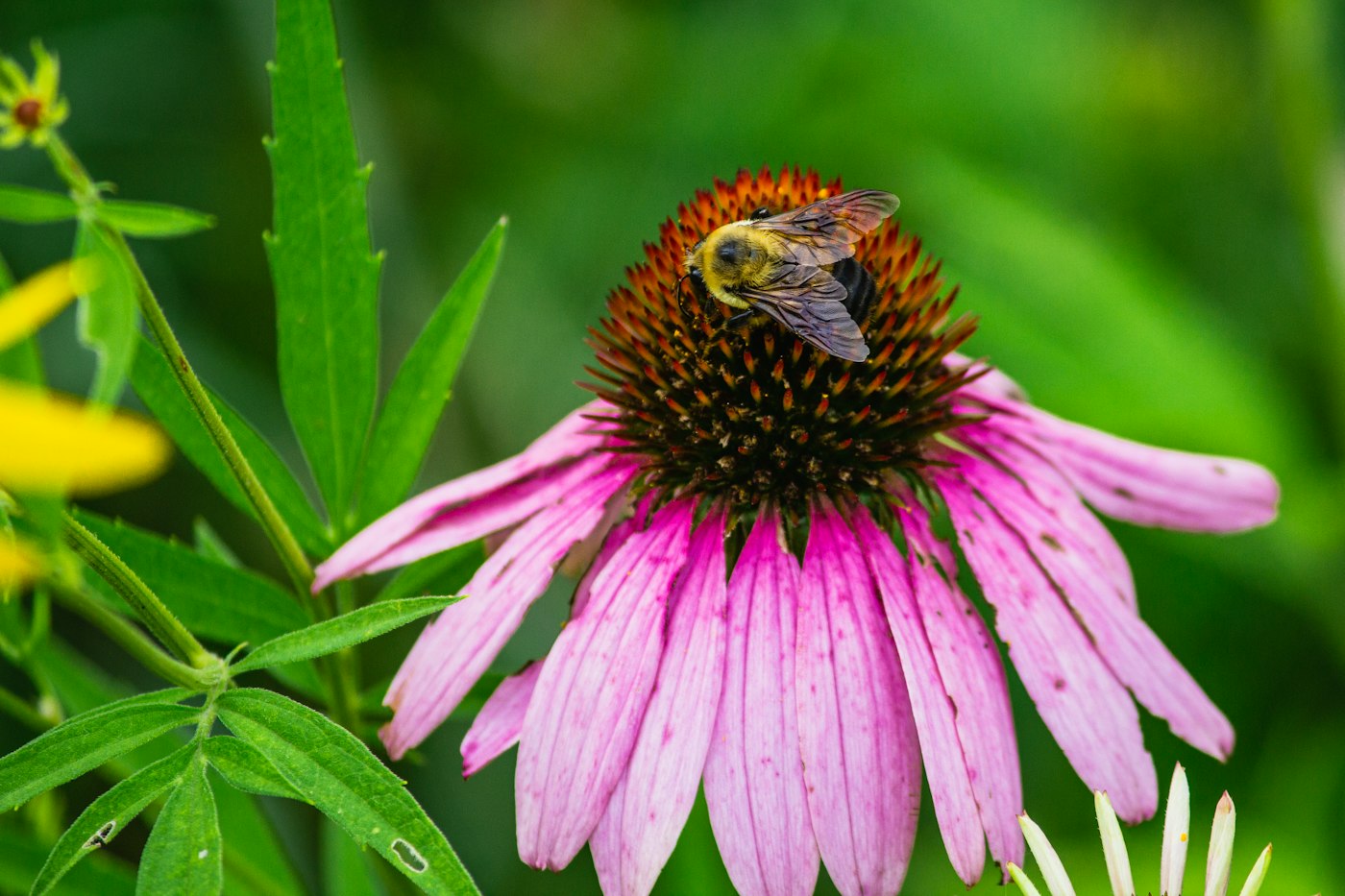 Bumblebee feeding on a purple coneflower