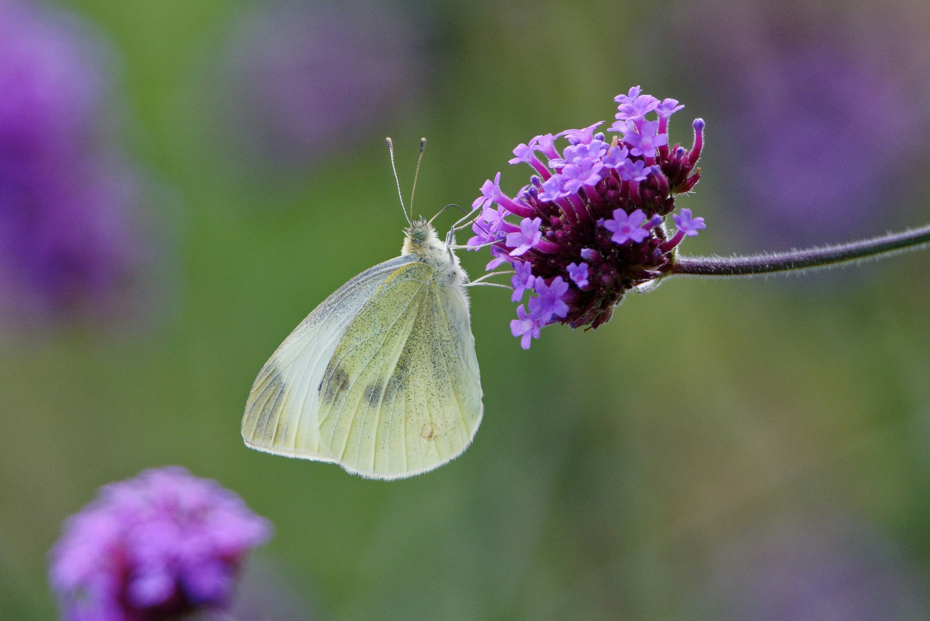 Photo by jeromefarine