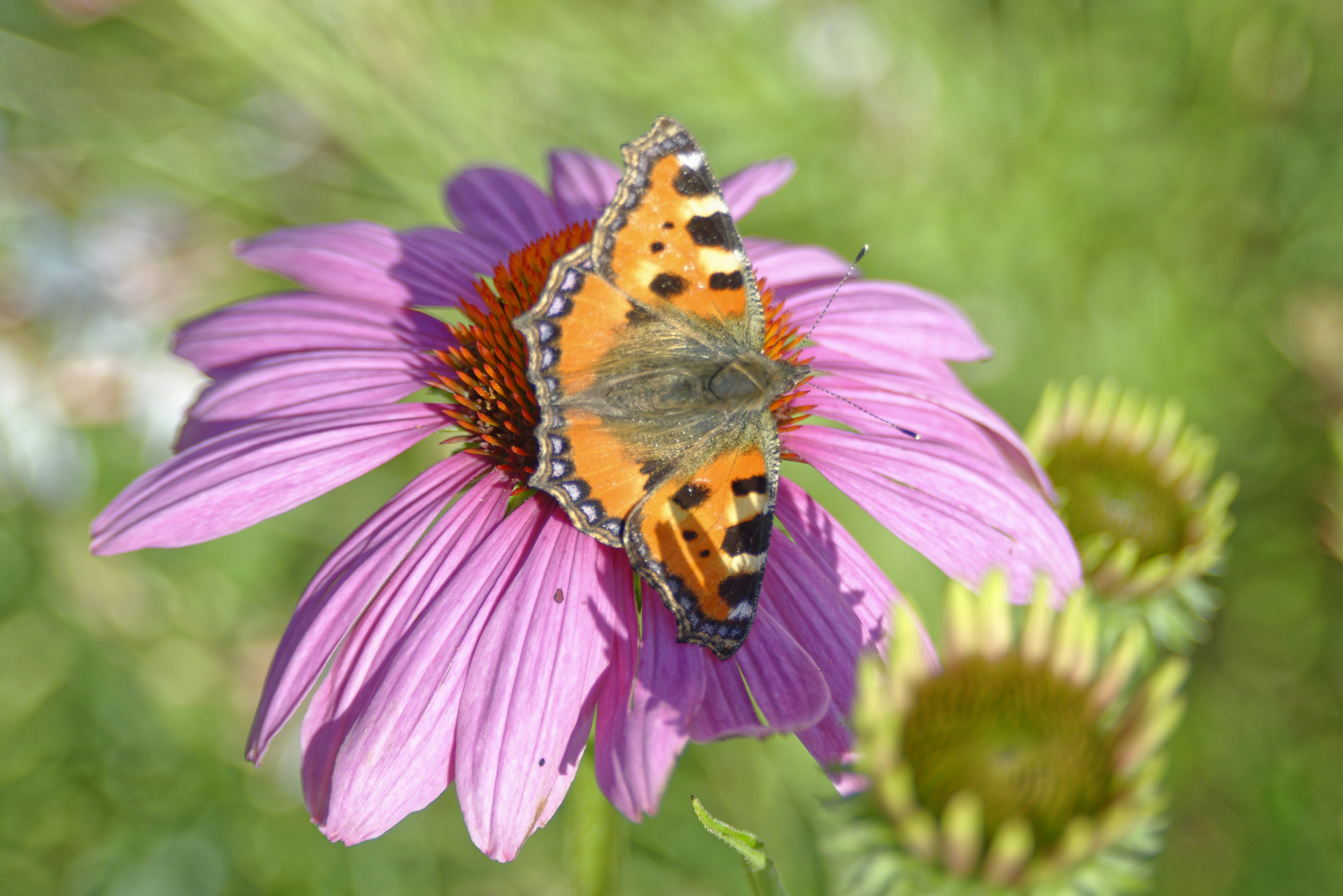 Photo by jeromefarine