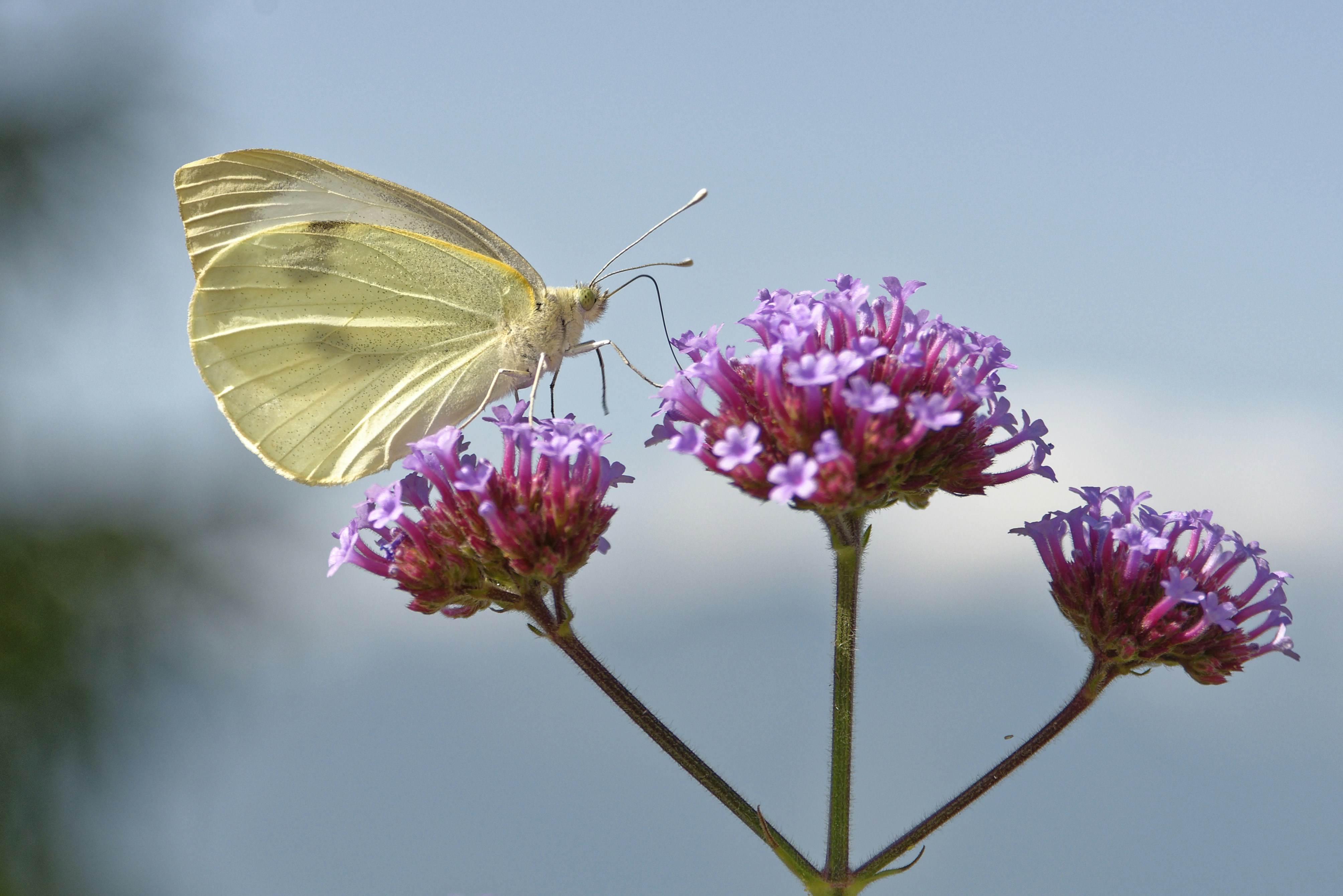 Photo by jeromefarine