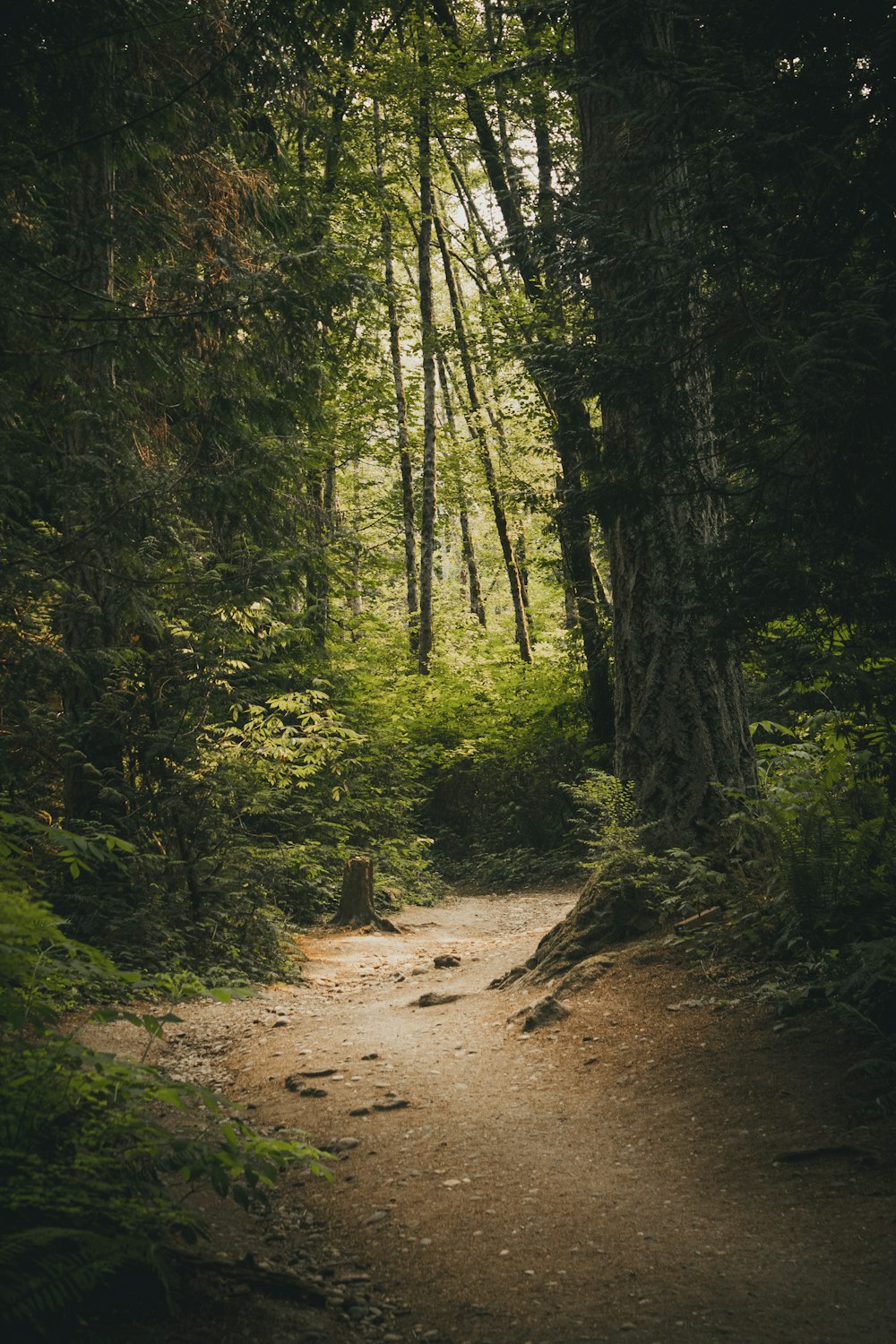 green trees on brown soil