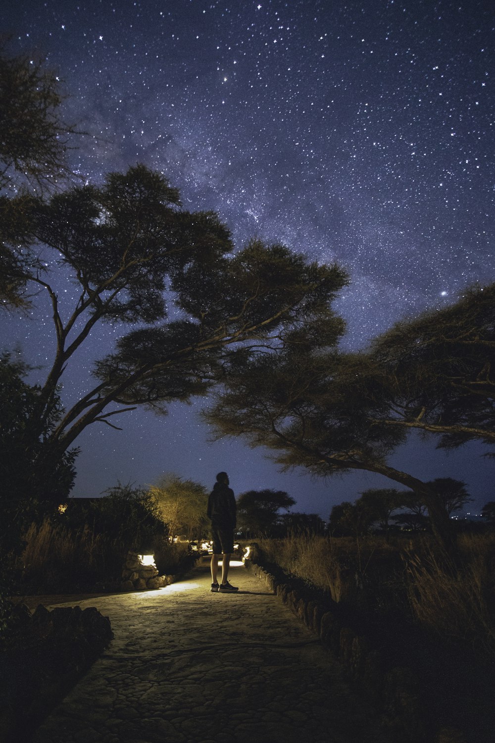 man and woman walking on pathway between trees under starry night
