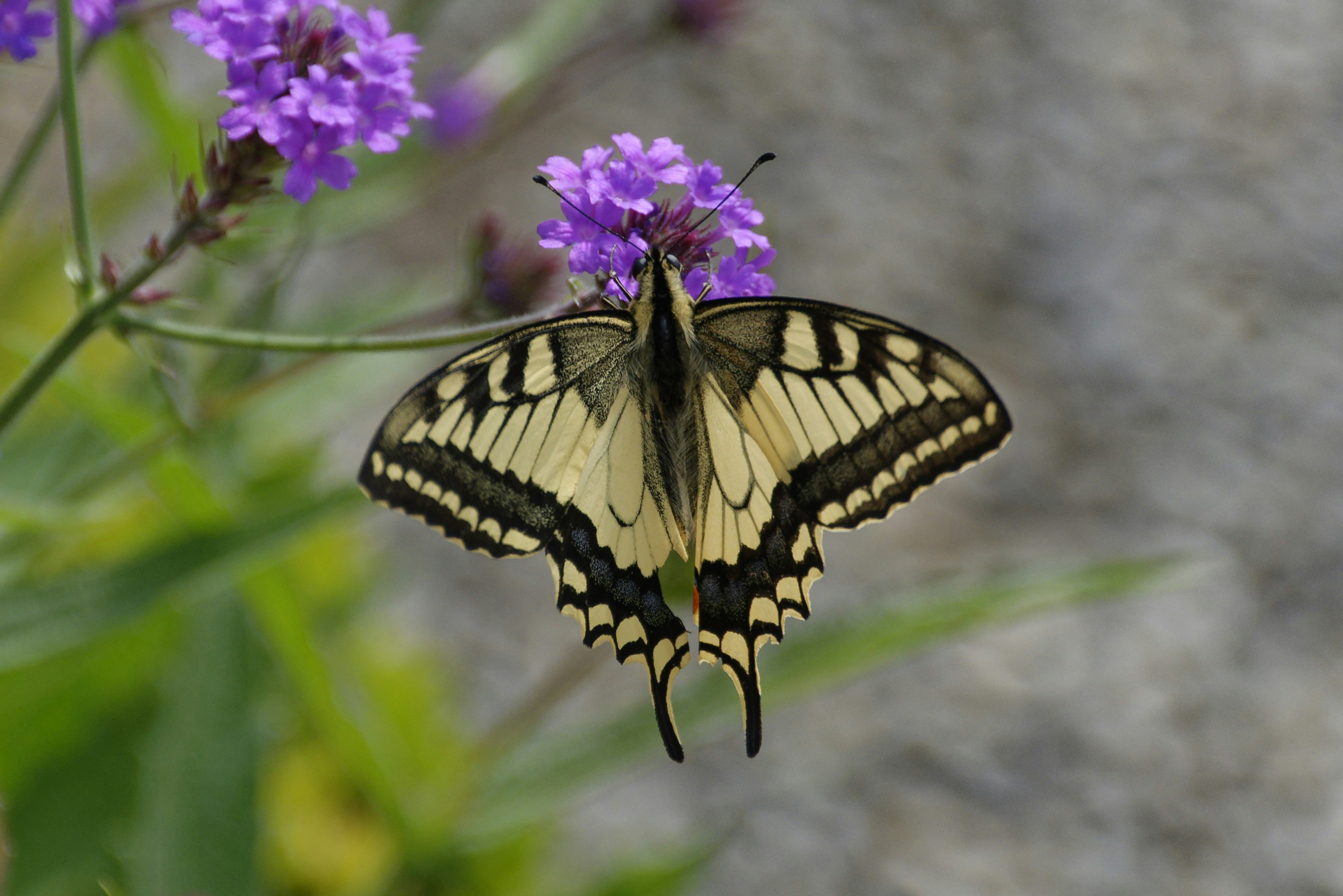 Photo by jeromefarine