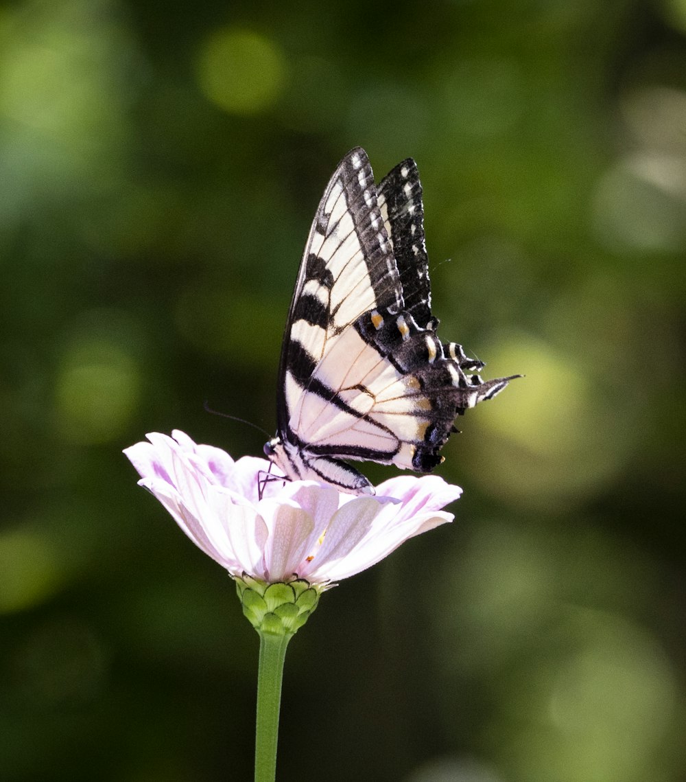 tiger swallowtail butterfly perched on pink flower in close up photography during daytime