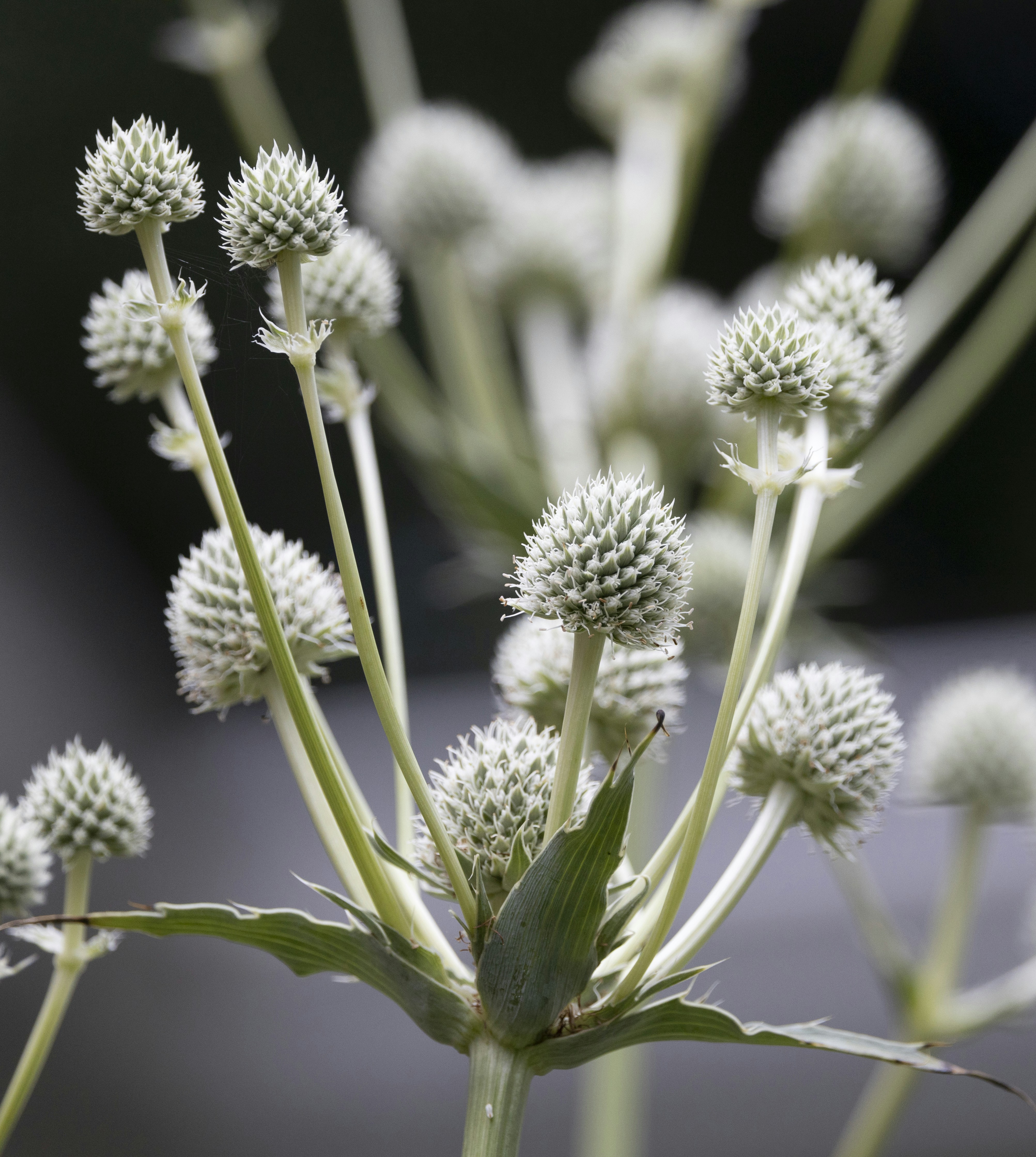 white and green flower buds