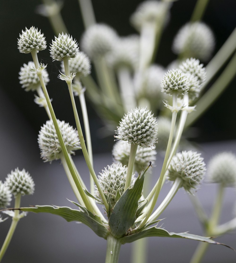 white and green flower buds