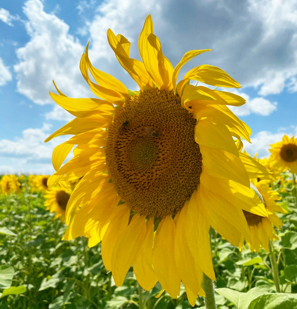 sunflower field under blue sky during daytime