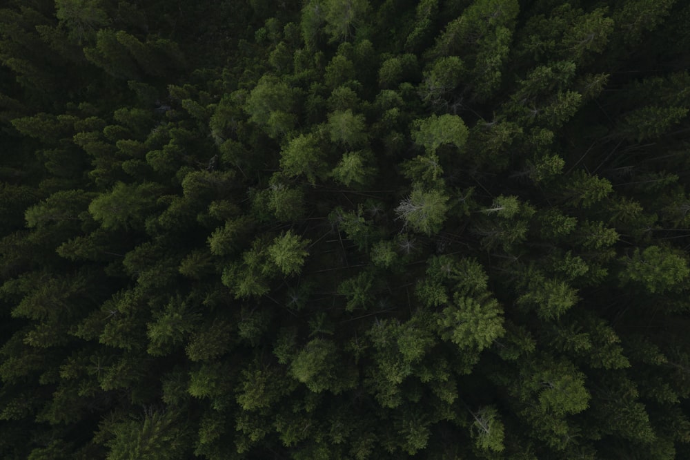 green trees on green grass field during daytime