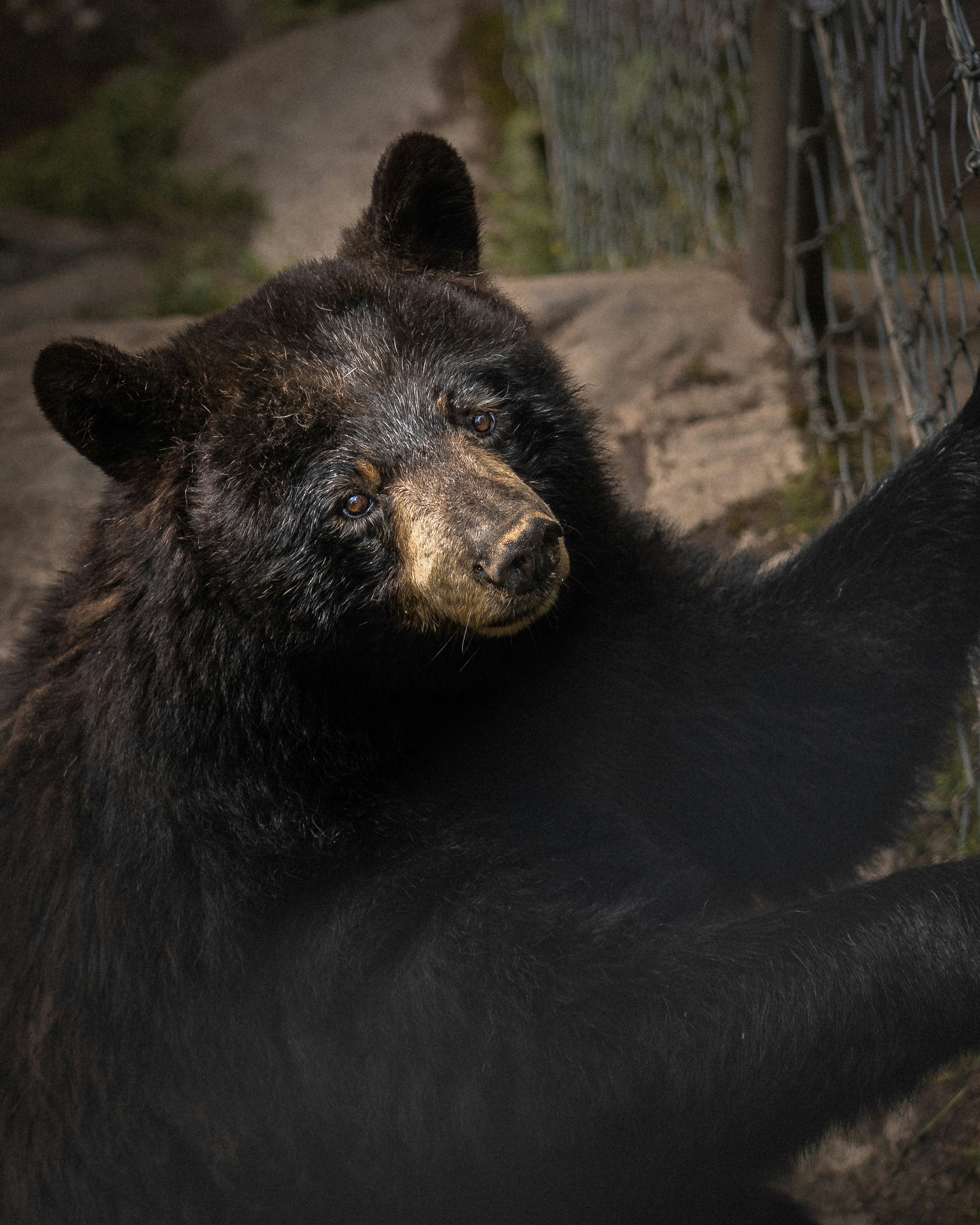 낮 동안 갈색 토양에 검은 곰 사진 – Unsplash의 무료 동물 이미지, image size:3000x3750