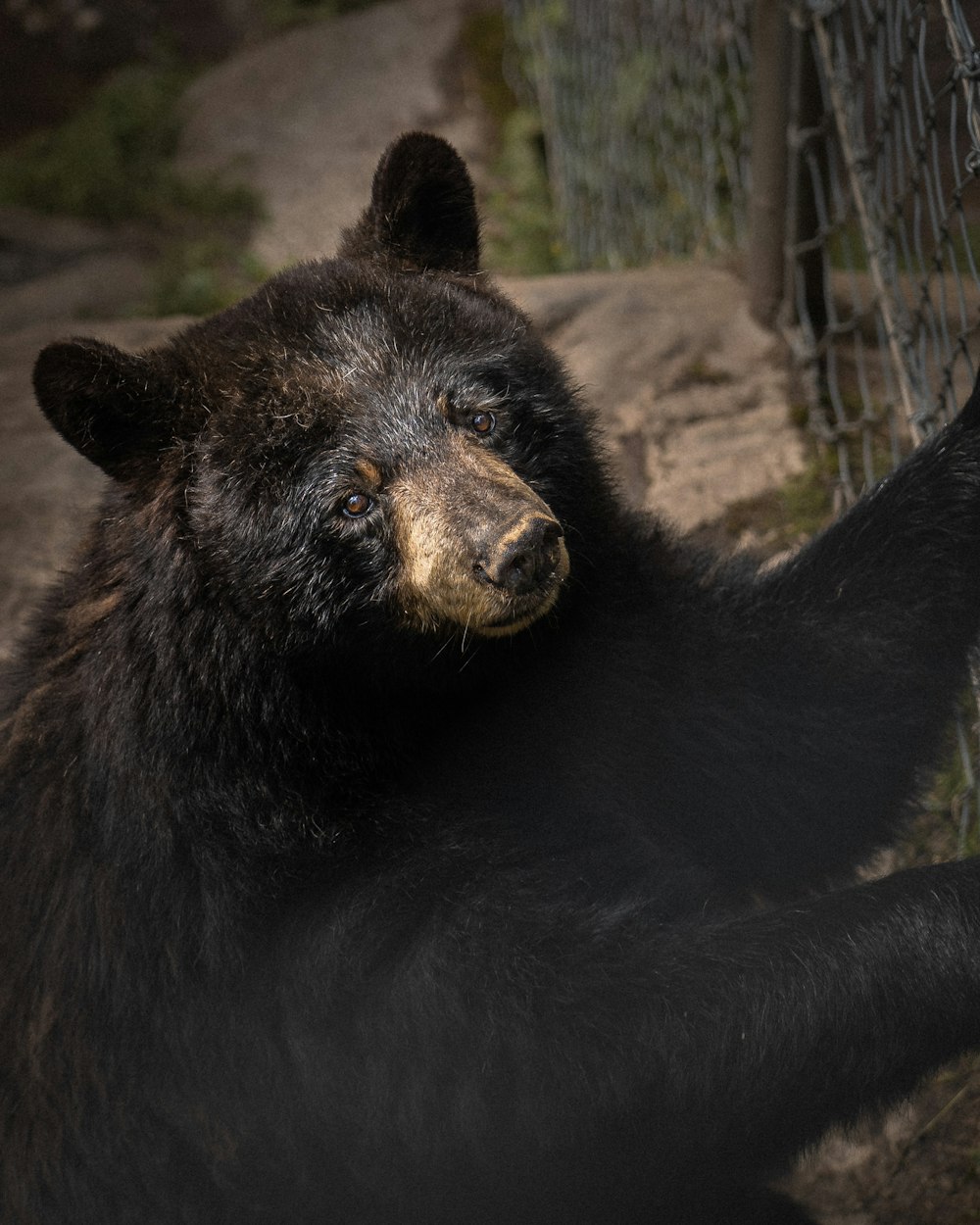 Oso negro en suelo marrón durante el día