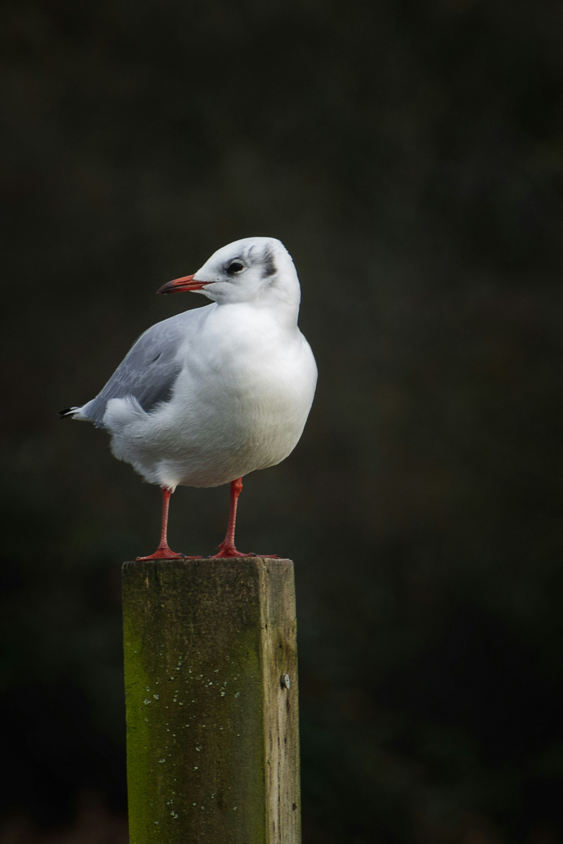 weißer und grauer Vogel auf braunem Holzpfosten