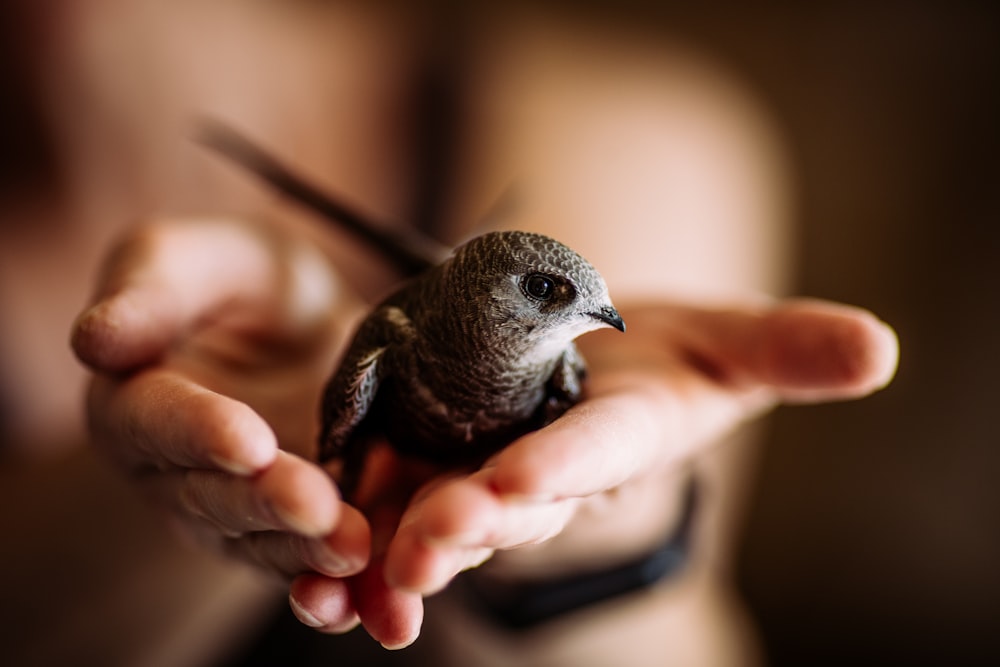 brown and white bird on persons hand