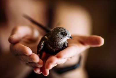 brown and white bird on persons hand
